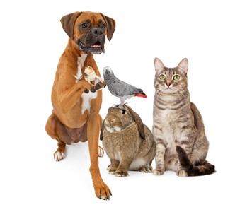 canstockphoto18550777