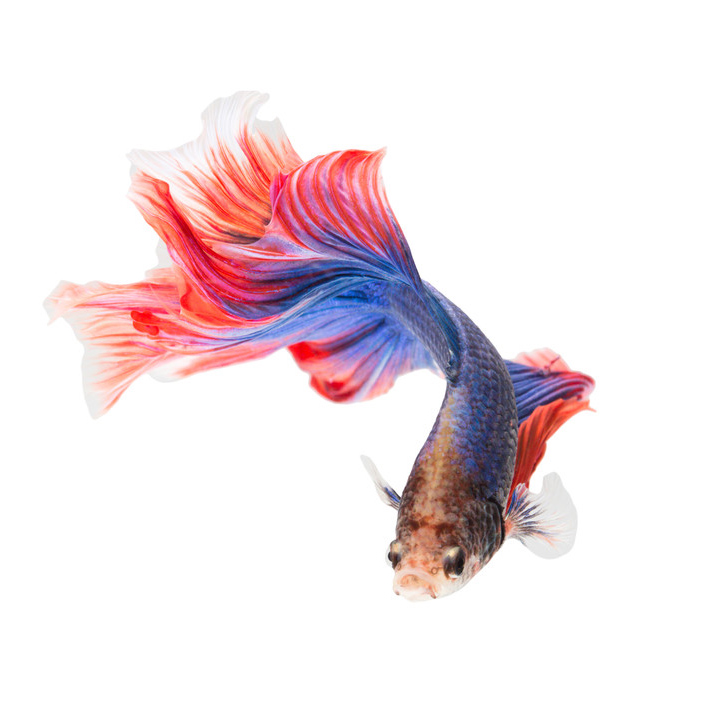 Pet Essentials New Plymouth